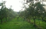 GUVERNUL ROMÂNIEI – HOTĂRÂRE privind acordarea unor ajutoare excepționale producătorilor agricoli din sectorul vegetal