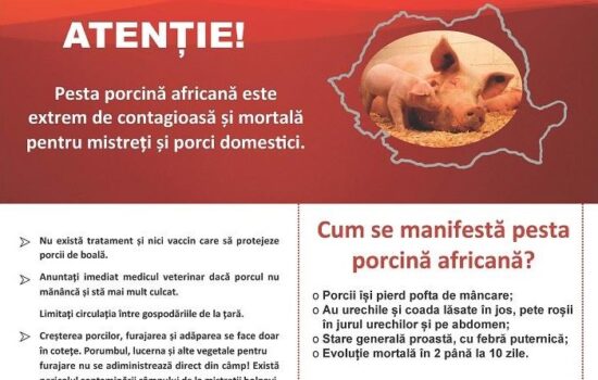 Masuri specifice in vederea reducerii riscului de aparitie a Pestei Porcine Africane