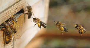 Recomandari privind aplicarea foliara a produselor de protectie a plantelor in vederea reducerii impactului asupra albinelor